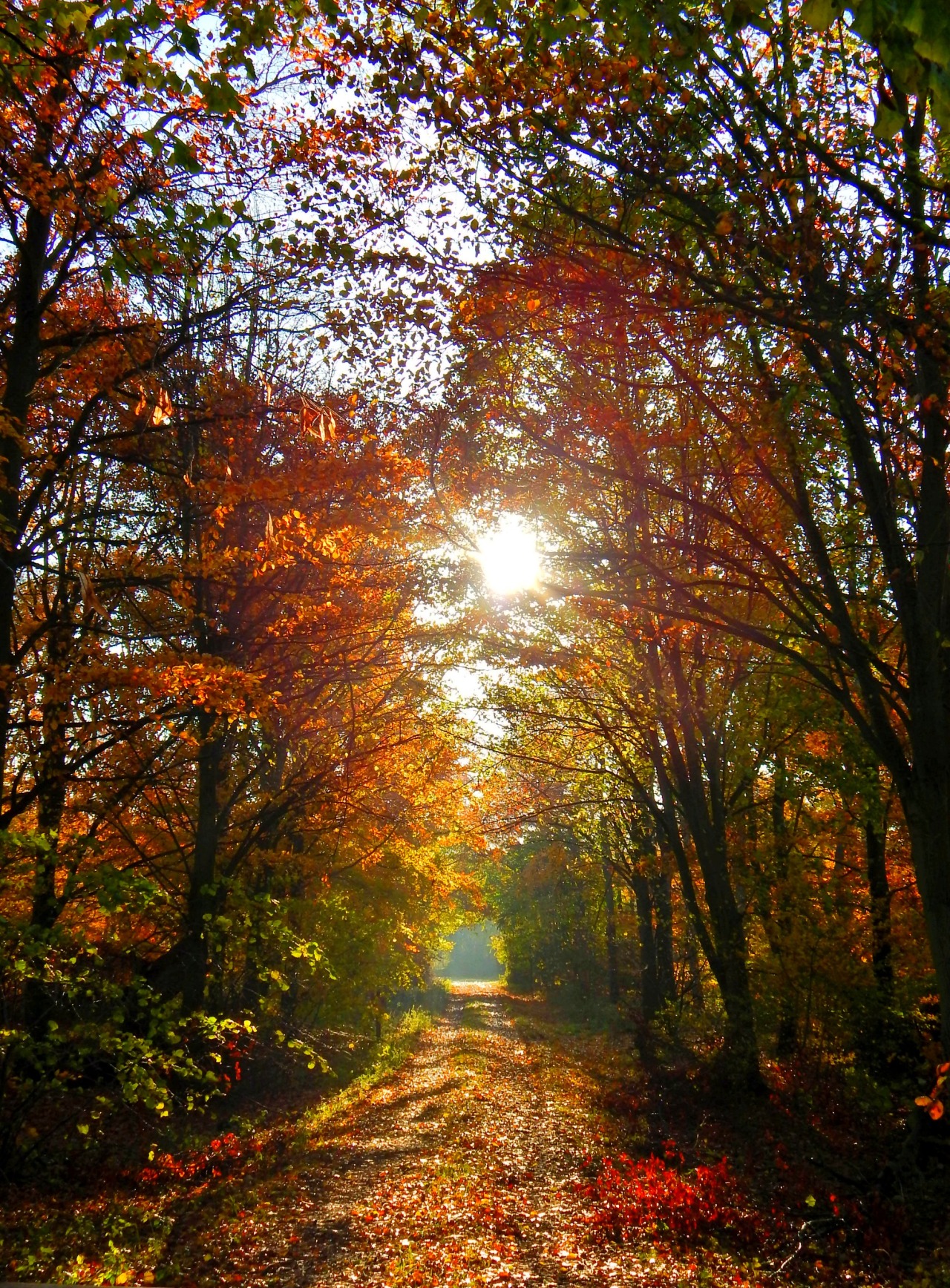 fuckitandmovetobritain:  Great Britain  [6] - Autumn - Hampstead Heath, Llanrwst,