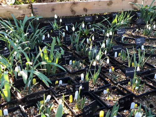 A beautiful Kentish snowdrop garden&hellip; a paradise for pollinators early in the year. There were