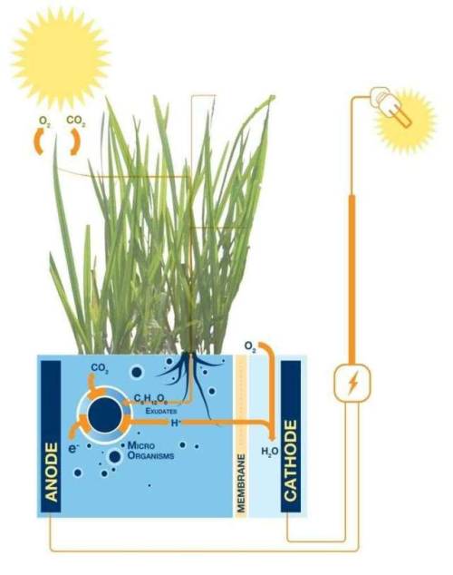 solarpunk-aesthetic:Electricity from PlantsHere’s some seriously cool science. Plant Microbial Fuel 