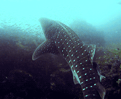 giffingsharks:  Whale sharks are not only the largest shark – they’re the largest fish in the ocean. These gentle giants feed on some of the tiniest creatures in the ocean: plankton. These sharks may be huge, but never fear, they come in peace. The