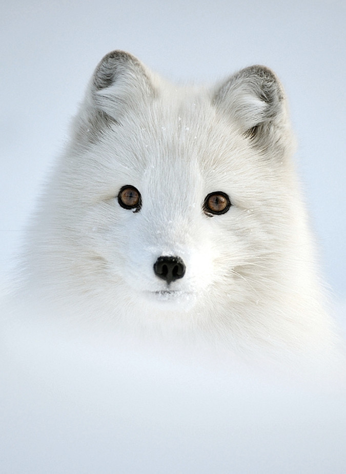 theangryguardianangel:  Foxes  Red, Silver, Gray, Arctic and Fennec  