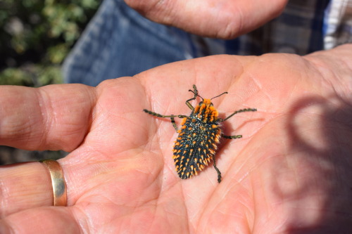 onenicebugperday:Brush jewel beetle, Julodis viridipes, BuprestidaeFound in South AfricaPhotos 1-2