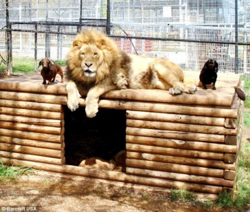 tekena:A lion and a miniature sausage dog have formed an unlikely friendship after the little dog to