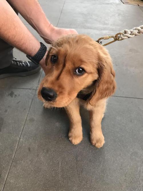 endless-puppies:Meet Rey!