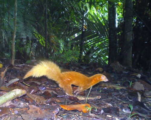 ofbonobo:‘a malay weasel (Mustela nudipes) in borneo. only a few dozen camera-trap photos of t