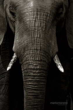 earthandanimals:  Elephant Portrait by Mario Moreno