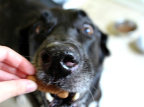 Happy national dog biscuit day!