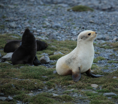 thingswithantlers:Leucistic Antarctic Fur Seal by Liam Quinn