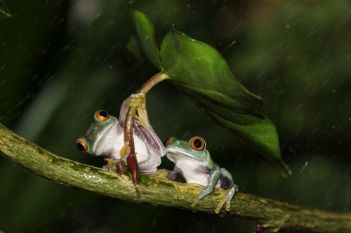 shelter from the storm. photos by kutub uddin (more frog pics)