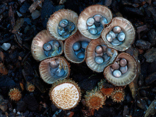 libateperto: woodenaxe: 1. Bleeding Tooth Fungus 2. Schizophyllum Commune 3. Rhodotus Palmatus 4.