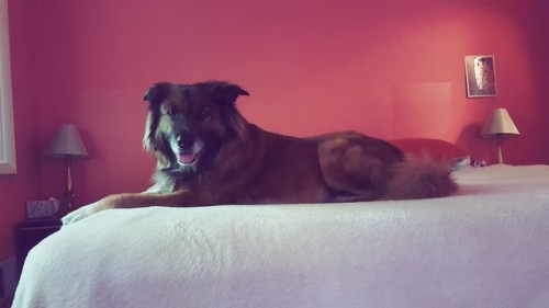 leanmeantrashmachine: GoodMORNING my dogs a MODEL