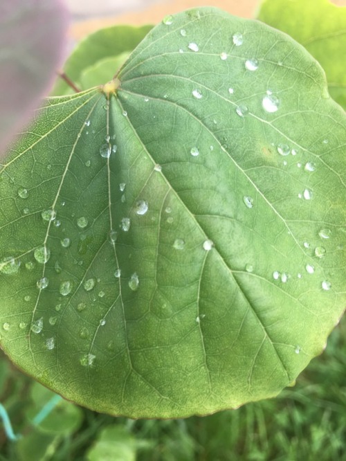 sophiaslittleblog: Dew drops.