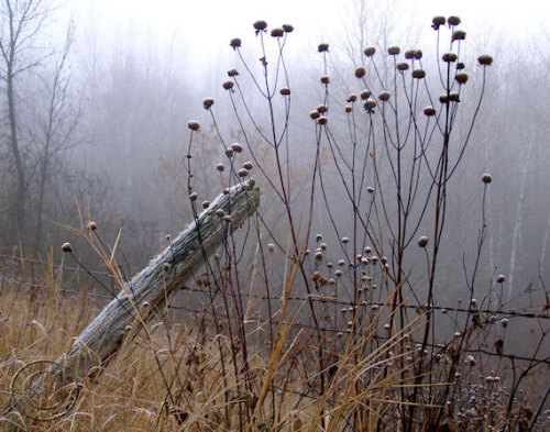 anmazine:  Photo by Angie Rea/ BeneathNorthernSkies. 