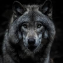 irishwolf5: adult photos