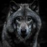 Sex irishwolf5: pictures