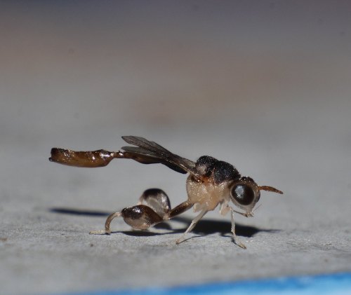 arcticarthropod:onenicebugperday:Lazair night wasp, Smicromorpha sp.,ChalcididaePhotographed in Mand