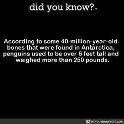 did-you-know:  According to some 40-million-year-old bones that were found in Antarctica, penguins used to be over 6 feet tall and weighed more than 250 pounds.Kinda like this, but not really…(Source, Source 2, Source 3)