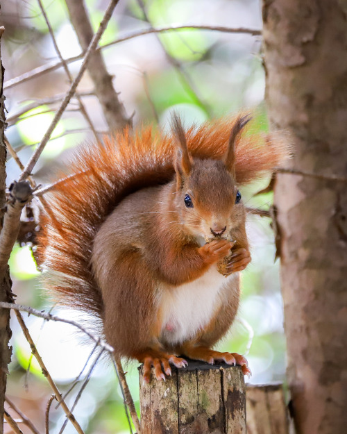 longingforrotkehlchen:  An actual photo of me at age 5 eating a bocadillo.Eichhörnchen (red squirrel) auf der Karlshöhe, Stuttgart-Süd.