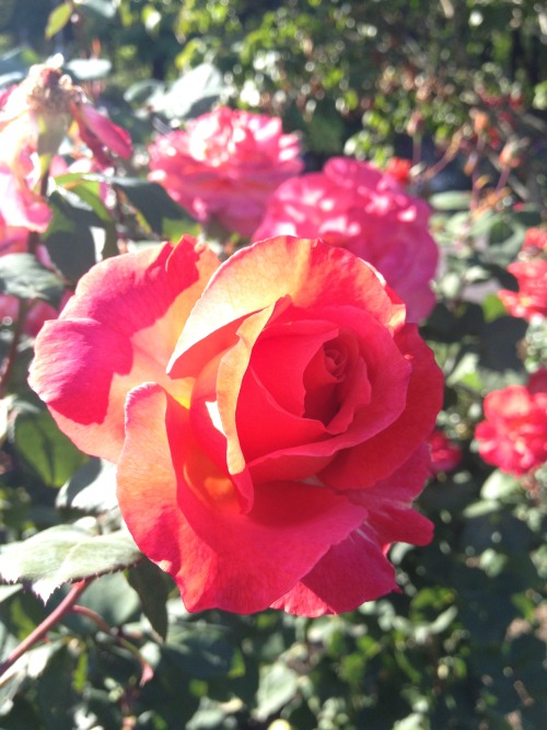 portland rose garden