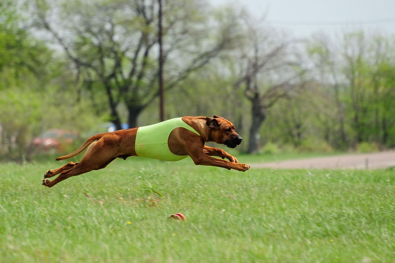 handsomedogs:  Lure Coursing Coursing is the pursuit of game or other animals by