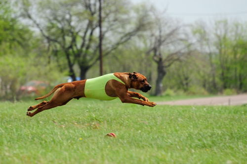 handsomedogs:  Lure Coursing Coursing is the pursuit of game or other animals by dogs—chiefly greyhounds and other sighthounds—catching their prey by speed, running by sight and not by scent. In lure coursing, dogs chase an artificial lure across