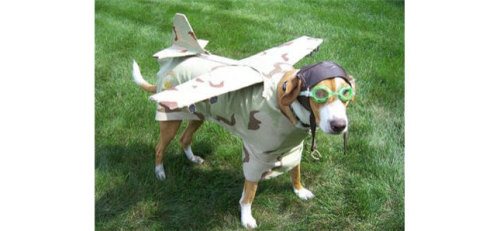 Pilot dog