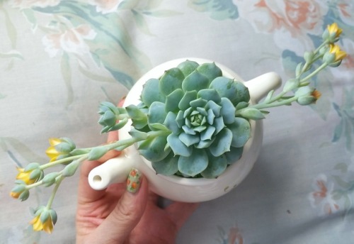 plantaddicted: update on my moonglow :)