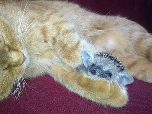 edens-blog:  blackmorgan:  Mama ginger kitty adopts four orphaned baby hedgehogs after their mother dies, and raises them alongside her own kitten. INature  “my babies are round and spiky and small but I love them and they are mine” 