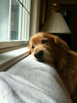 sweet-escape-take2:  Awwwwww 💛🐶