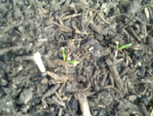 Onion Sprouts.