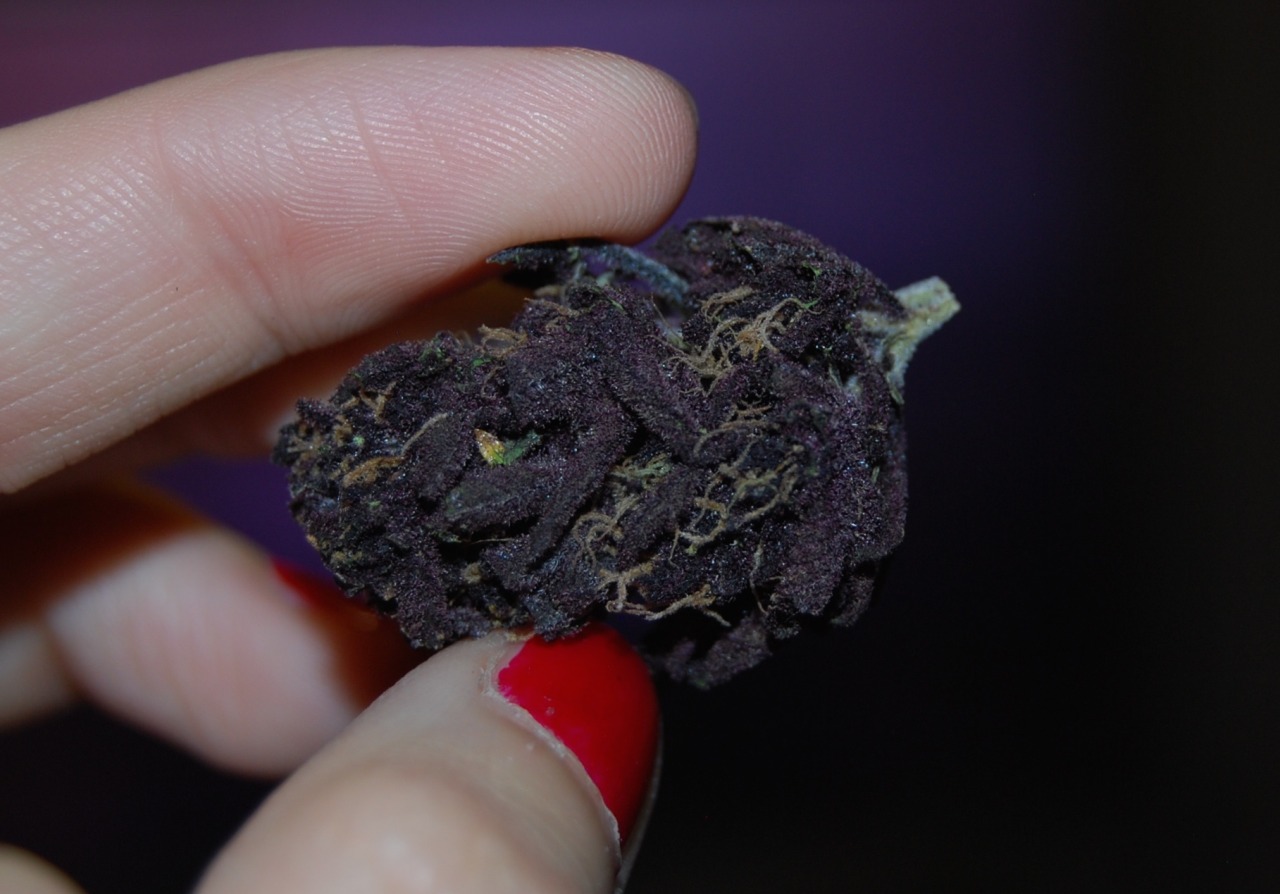 jack-the-pumkin-king:  royallyoily:  This is the deepest purple I’ve ever seen