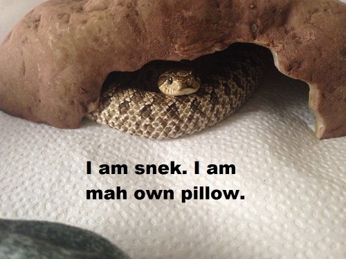 Snake is its own pillow.