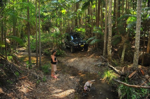oceaniatropics: Wedding Bells State Forest, NSW, Australia