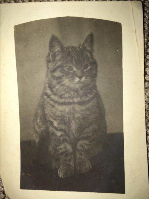 I found a photo of this Victorian cat in an antique shop and think it looks kind of like my cat Rosi