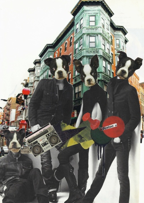 ‘Boston terriers’ analog collagePrints and more products at: http://www.redbubble.com/people/sarahke