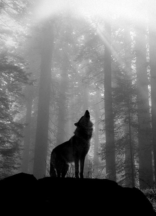 kaoch4n:  beautiful—lnsanity:  blackandwhiteblog  