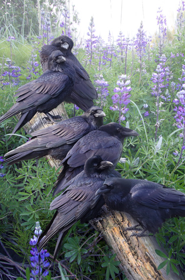 trashy–hipster:  elliebeanz:  jkathleencheney:  An Unkindness of Ravens Raven Rendezvous by Shane Lamb  i did not know until just now that the collective noun for a group of ravens is an unkindness   LOOK AT THEM I LOVE THEM