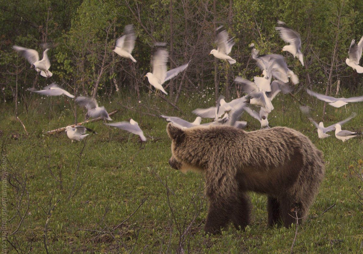 somerandomdavid:  This shaggy bear was confused by all the commotion. 
