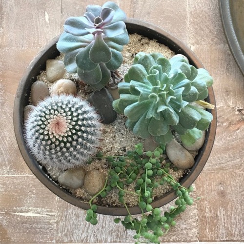 cherubt:this is just the cutest lil family of plants