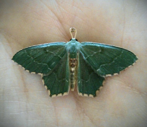 This is a moth I found inside my boyfriend’s kettle (I think it fell in during the night). But