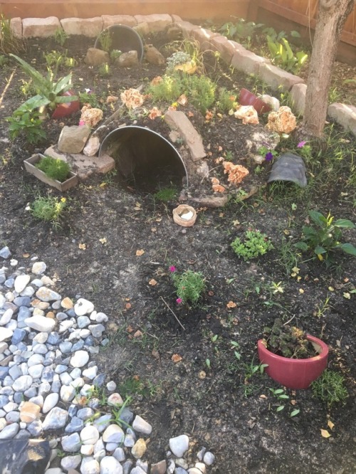 rajendragon:The outdoor enclosure I made for my 5 year old Sulcata tortoise, Tortellini. The plants 