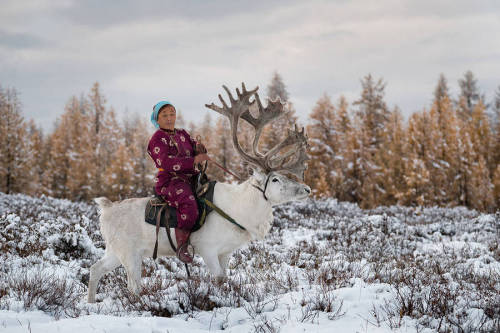 The Tsaatan (or Dukkha) are an ethnic minority who fled to Mongolia from Russia during WWII. It’s a 