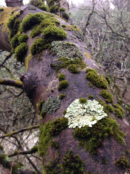 moon-medicine:Who doesn’t love epiphytes?