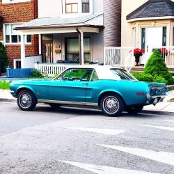 JUST THE COOLEST MUSTANGS