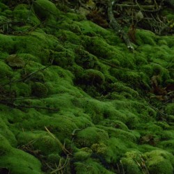 aetheric-aesthetic:  All of the Moss (2)