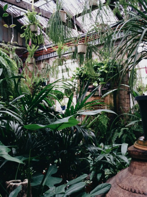 ryangardens:  A trip to my happy place: Mappins Nursery and Aquarium 