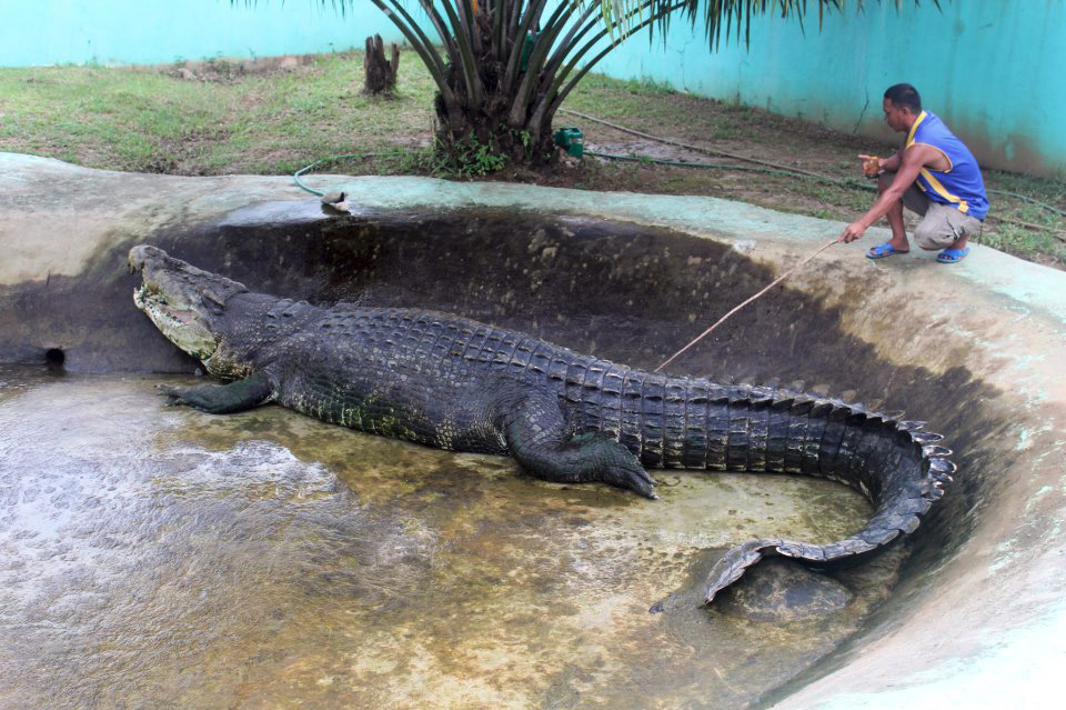 Deinosuchus crocodile - Stock Image - E446/0538 - Science Photo Library