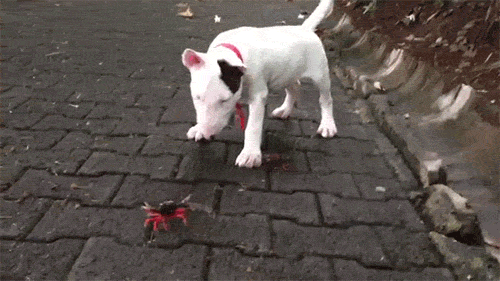 pleatedjeans:  15 Animals Battling Harmless Things (15 GIFs)