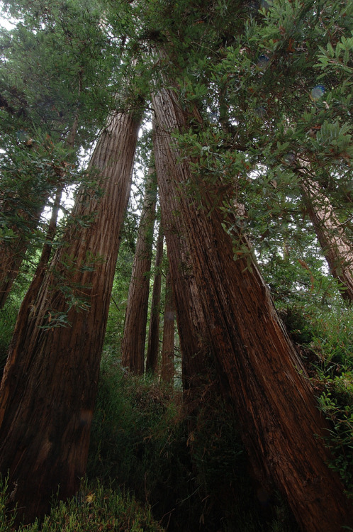 4nimalparty:  Redwood Forest - Muir Woods 0089m (by Mr. Physics)