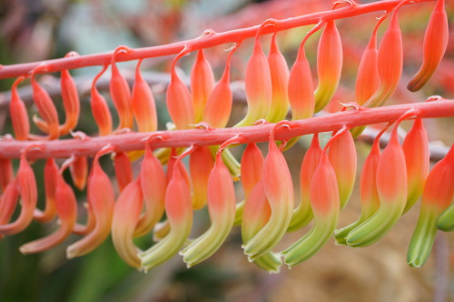 flora-file:Gasteria acinacifolia (by flora-file)